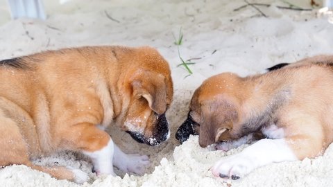 Cute stray puppies, homeless dogs that lives on the beach digging sand for a place to rest