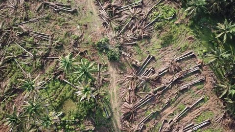 Top down view oil palm trees being cleared by farmers at Malaysia, Southeast Asia.