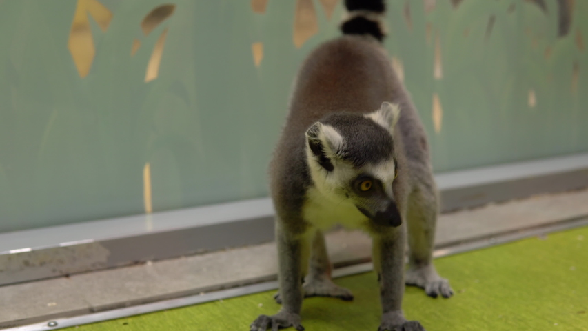 Ring-tailed Lemur screams. Lemur tropical animal