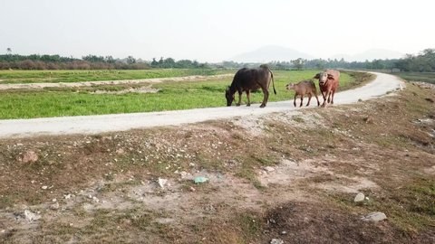 Buffaloes family walk at the rural path at countryside of Malay Kampung, Penang, Malaysia.の動画素材