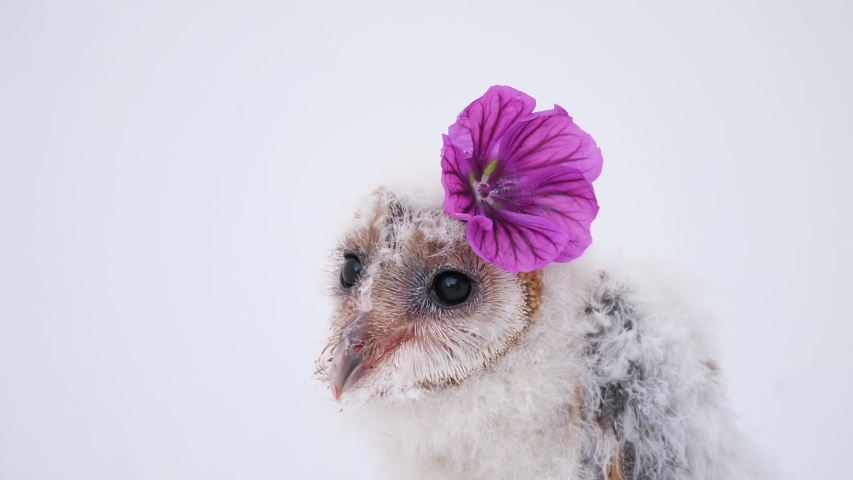 baby of an owl with flower in the feathers filmed in high key with white background