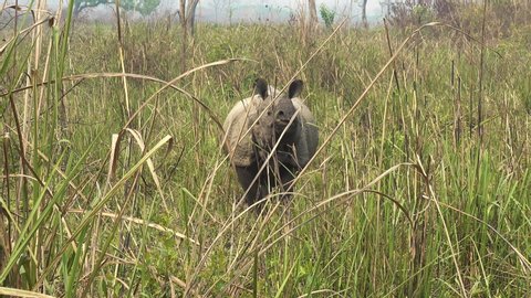 The rare one horned rhino in the grasslands of Nepal.
