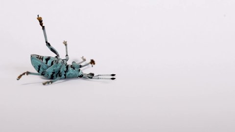 Blue weevil upside down playing dead, quivering legs, white background