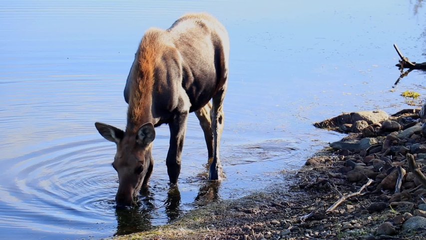 Young moose eating pondweed from a lake in Yukon, Canada.