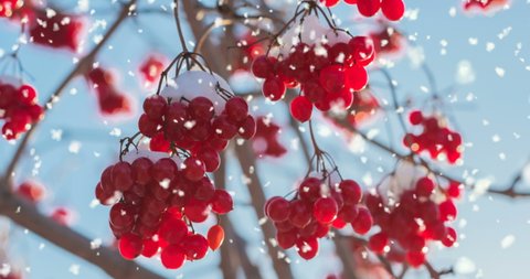 CINEMAGRAPH, 4k, falling snow in the winter forest, Many viburnum berries in snow. loop