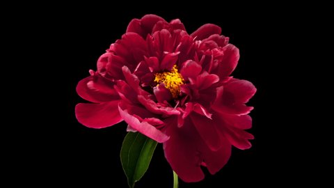 Timelapse of pink peony flower blooming on black background close up. 4K