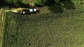 Corn harvesting with Tractors and farm machines from aerial top down shot in autumn. Drone fly above agriculture field.