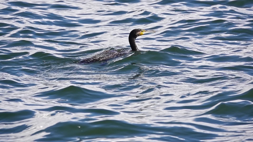 Cormorant on the ocean water diving underneath. | Shutterstock HD Video #1038780503