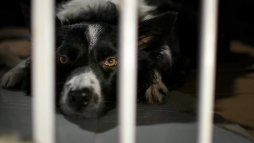 Close-up of a caged border collie puppy, looking tender but sad. | Shutterstock HD Video #1038784127