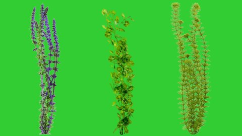 Underwater plants in motion with green screen background