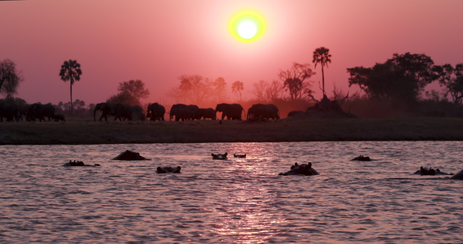 A breeding herd of African elephants and young calves walking on the banks of a river at sunset,  hippopotamus swimming in the foreground,Okavango Delta, Botswana. Africa Royalty-Free Stock Footage #1038788504