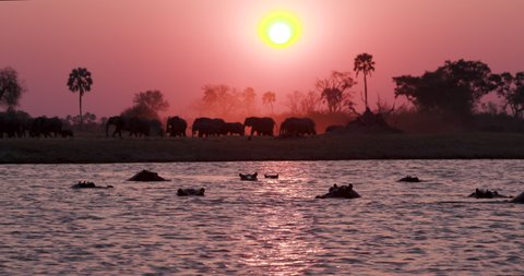 A breeding herd of elephants and young calves walking on the banks of a river at sunset,  hippopotamus swimming in the foreground,Okavango Delta, Botswana