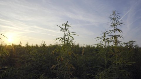 Marijuana CBD hemp plants field in sunrise