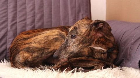 Female Spanish Greyhound Galgo dog laying on a white carpet on a sofa and growling