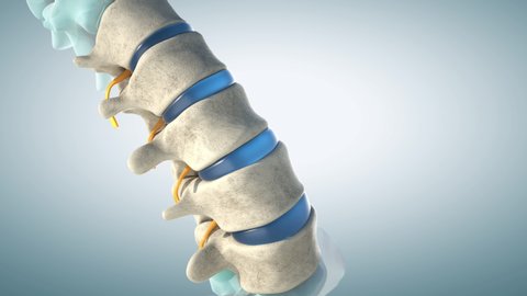 Human lumbar spine model demonstrating normal discs. 3D animation