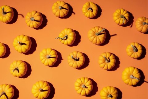 Fall Pumpkin Stop-Motion on an orange theme background - top view wiggling stopmotion animation for Thanksgiving