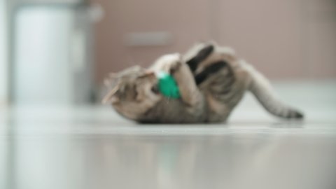 Kitten cuddling with a small green ball on floor 4K. Long shot slow motion tracking a small cat around the apartment playing with small ball.