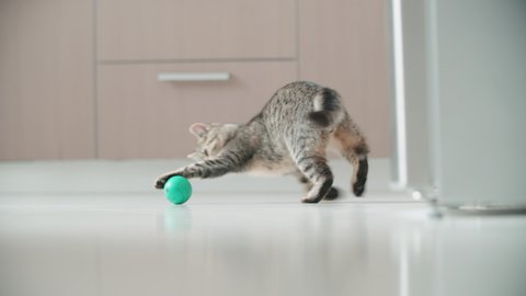 Small kitten doing funny pose while playing with a ball 4K. Long shot slow motion tracking a small cat around the apartment playing with small ball.
