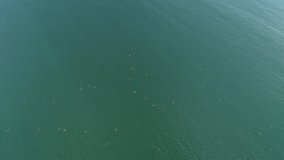 Aerial landscape of Vitoria beach and shoal of stingrays in the sea. Video recorded in Vitoria, 2019.