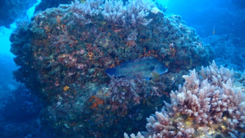 east atlantic peacock wrasse male reefs Stock Footage Video (100% ...