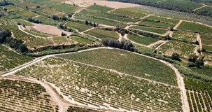 Aerial view of rows of vineyard grape vines at sunny day