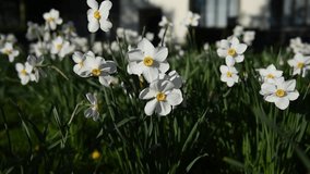 White Daffodils,  blooming flowers Against  the wind with evening light in the garden,Stockholm, Sweden.