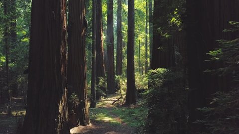 Moving through a lush and beautiful redwood forest. 