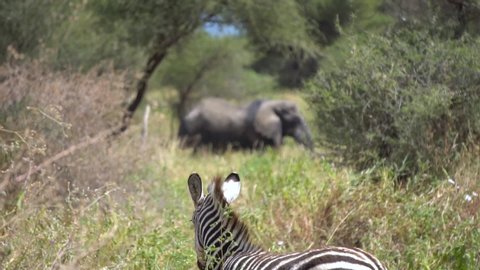 Zebra Watching Elephant in Grass Between Woods. Tanzania Tarangire National Park, Animals in Natural Environment Slowmotion 120fps