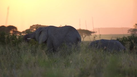 Slowmotion of Elephants In Twilight of African Savanna Eating Leafage and Grass. Tanzania National Park, Animals in Natural Environment