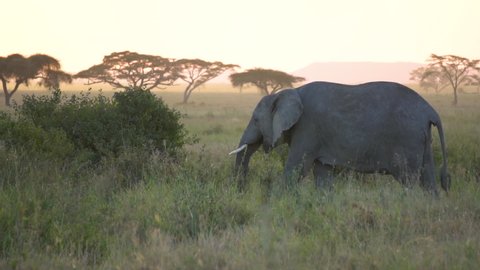 Elephant Slowmotion, Animal Eating Grass in Natural Environment of Tanzania Africa National Park, After Sunset
