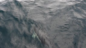 Slow motion video of wild dolphins, Australia