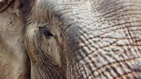 Close up of a Asian elephant head moving from one side to the other 4k Footage 