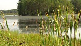 Summer sultry noon on shore of forest lake. Green reeds sway in wind close up. Calm summer landscape. HD slowmo video