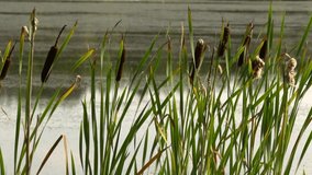 Green reeds sway in wind close up. Calm summer landscape. Summer sultry noon on shore of forest lake. HD slowmo video