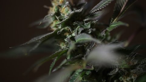 video close up medical cannabis plant