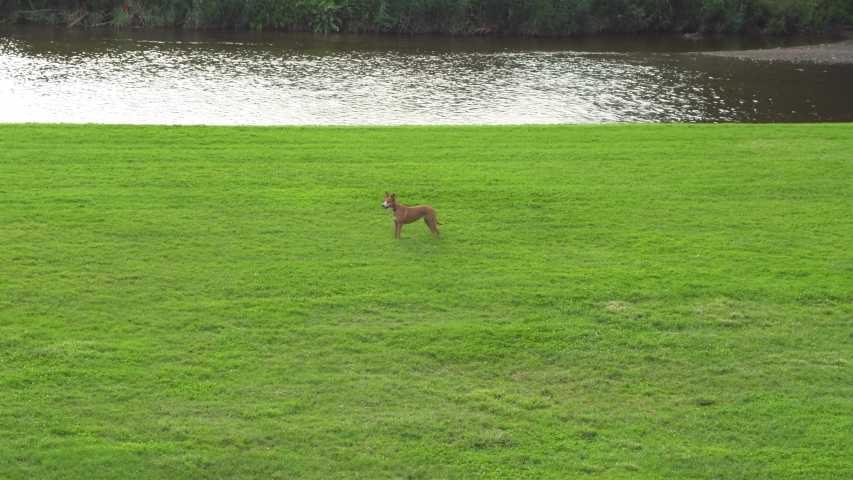 Quiet brown dog on the green grass beside a river looking around.