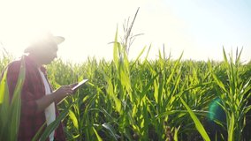 smart farming slow motion video concept. man agronomist holds tablet touch pad computer in the corn field is studying and examining crops before harvesting. Agribusiness concept lifestyle. male farmer