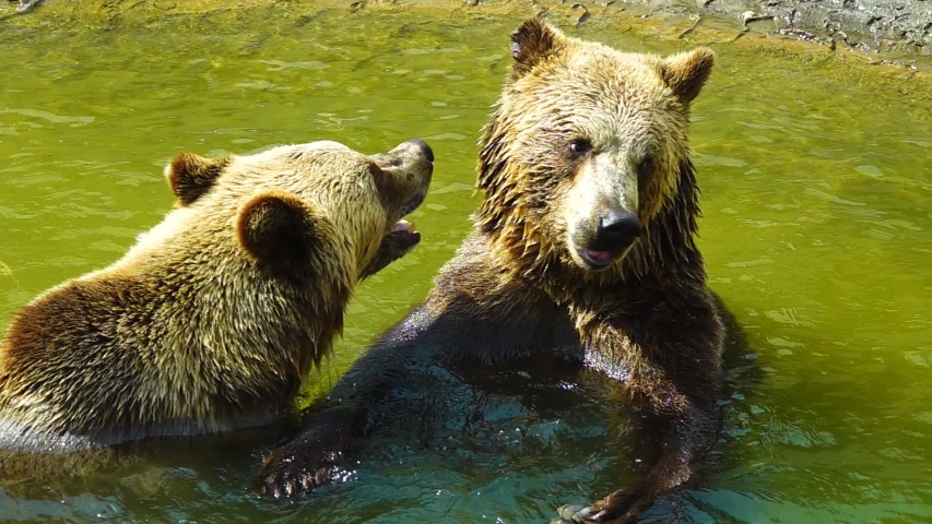 Two bears are sitting in the water and looking in different directions. slow motion