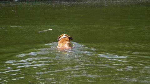 Orange dog swims in the pond for a stick, takes it in his mouth