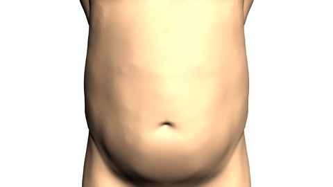 Losing weight. 4k 3d animation of man body transformation. Fat belly before and slim fit perfect abs after fast weight loss process. Ad for laxatives, diet supplements or sports training.
