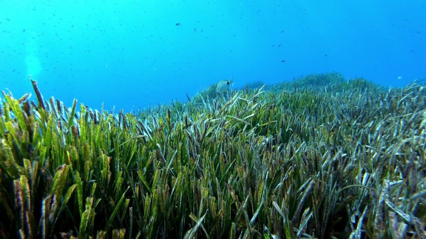 Undersea landcape - Posidonia seaweed field in the Mediterranean sea