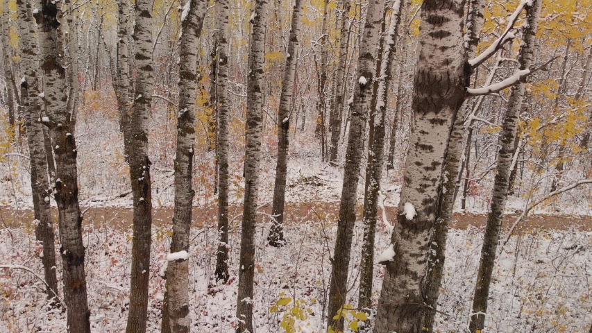 Drone moving forward slowly through a snow covered brightly colored autumn forest.  Drone flies very close to tree trunks.  A trail can also be seen. 
 | Shutterstock HD Video #1038867932