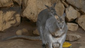 Ungraded: Two Kangaroos (Bennett's Wallaby) in a zoo. Ungraded H.264 from camera without re-encoding.