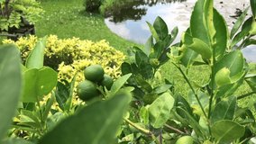 Lime fruit (citrus, lemon) on the tree 4k footage