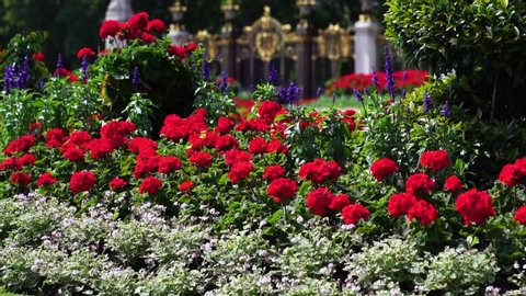 LONDON, UK - OCT 10, 2019: Red flowers in front of Buckingham Palace, London. Concept of iconic British tourist attraction, famous sightseeing, travel in England.