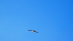 Seagull Flying.This long video shows a seagull flying in the blue sky,under the white clouds in slow motion.
