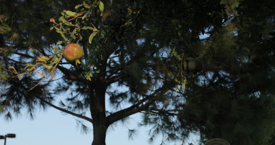 The cheerful elderly woman in straw hat looking and touching at the unripe pomegranates. Branch with green fresh tropical fruit.