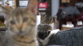 Portrait video of a beautiful kitten shot in slow motion.