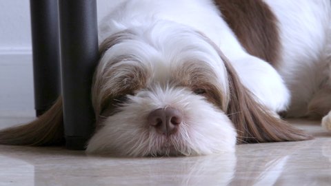 Close shot of a funny reaction of a dog shihtzu with big eyes in slow mo.