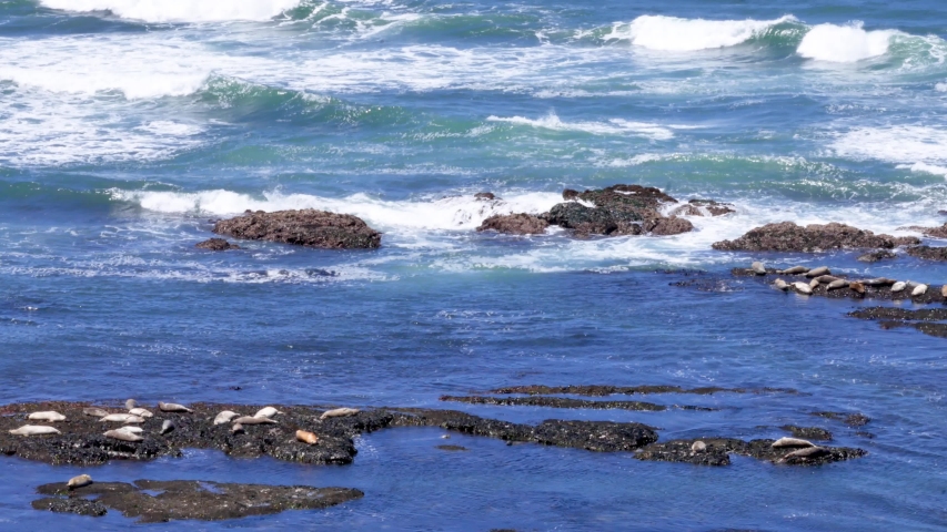 Moss Beach California USA Seals sunbathing on rocks, surf, static tripod